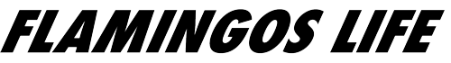 Flamingo's Life Logo